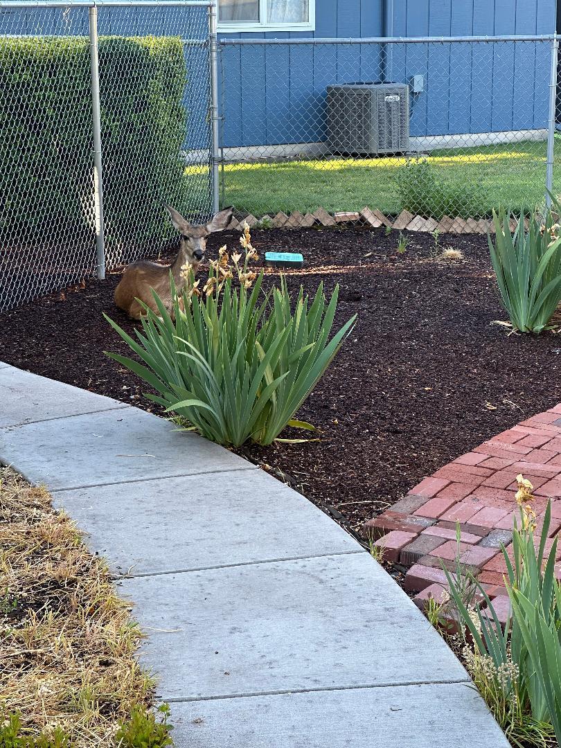 Mazama Gardens - Residential