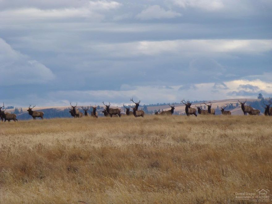 This is a premier property in one of the top Trophy Elk and Deer hunting units in the state. Deeded access through the Nature Conservancy to this very private property. Numerous timbered draws as well as a pond and spring with seasonal creeks. This property is co-listed with Kirk Makin of Wallowa County Brokers. Contact listing broker to schedule a showing.