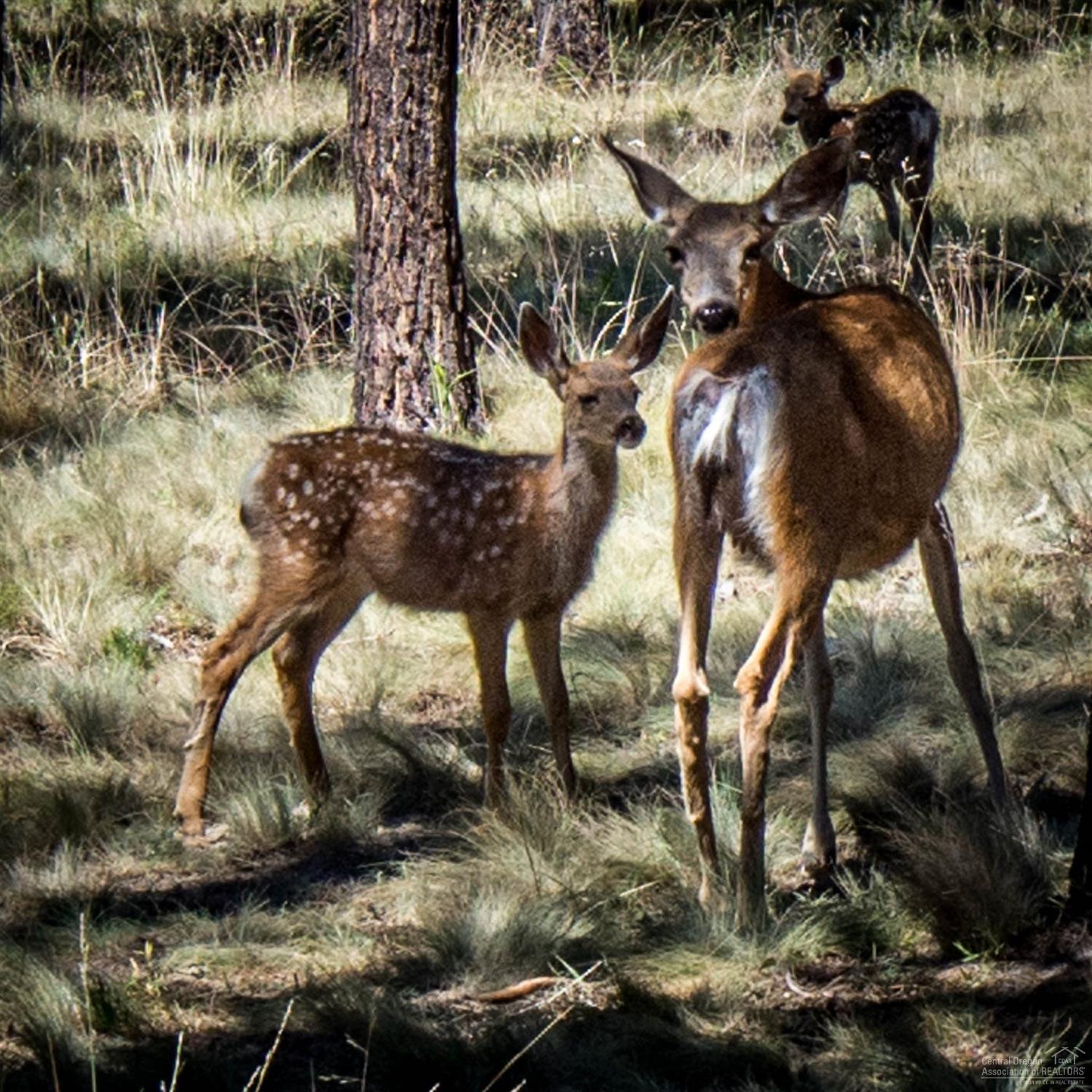 River Village - Land