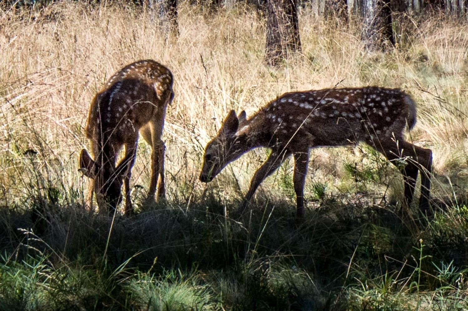 River Village - Land