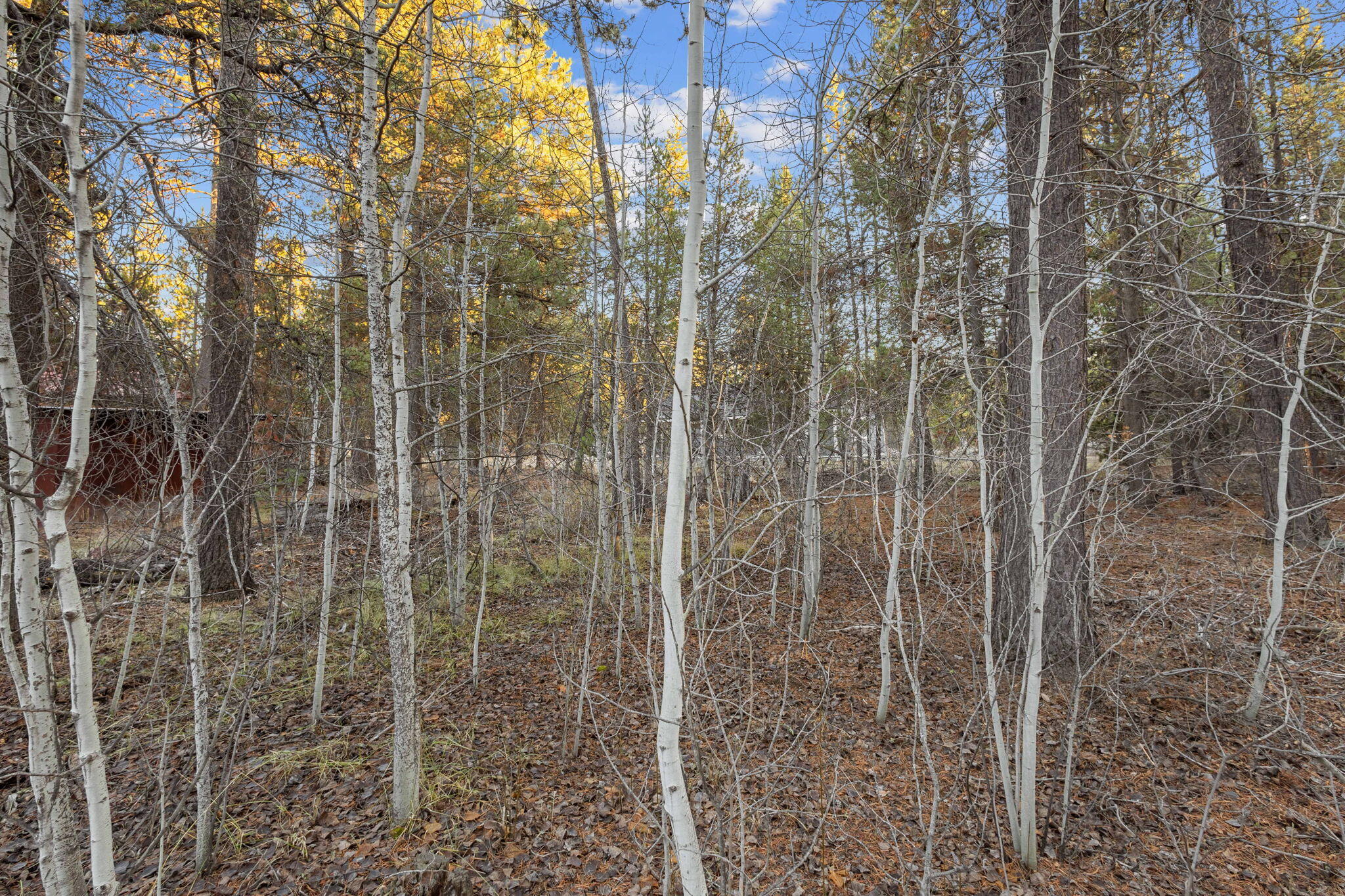 Tall Pines - Residential