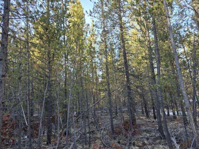 16852 ELSINORE RD Road 45