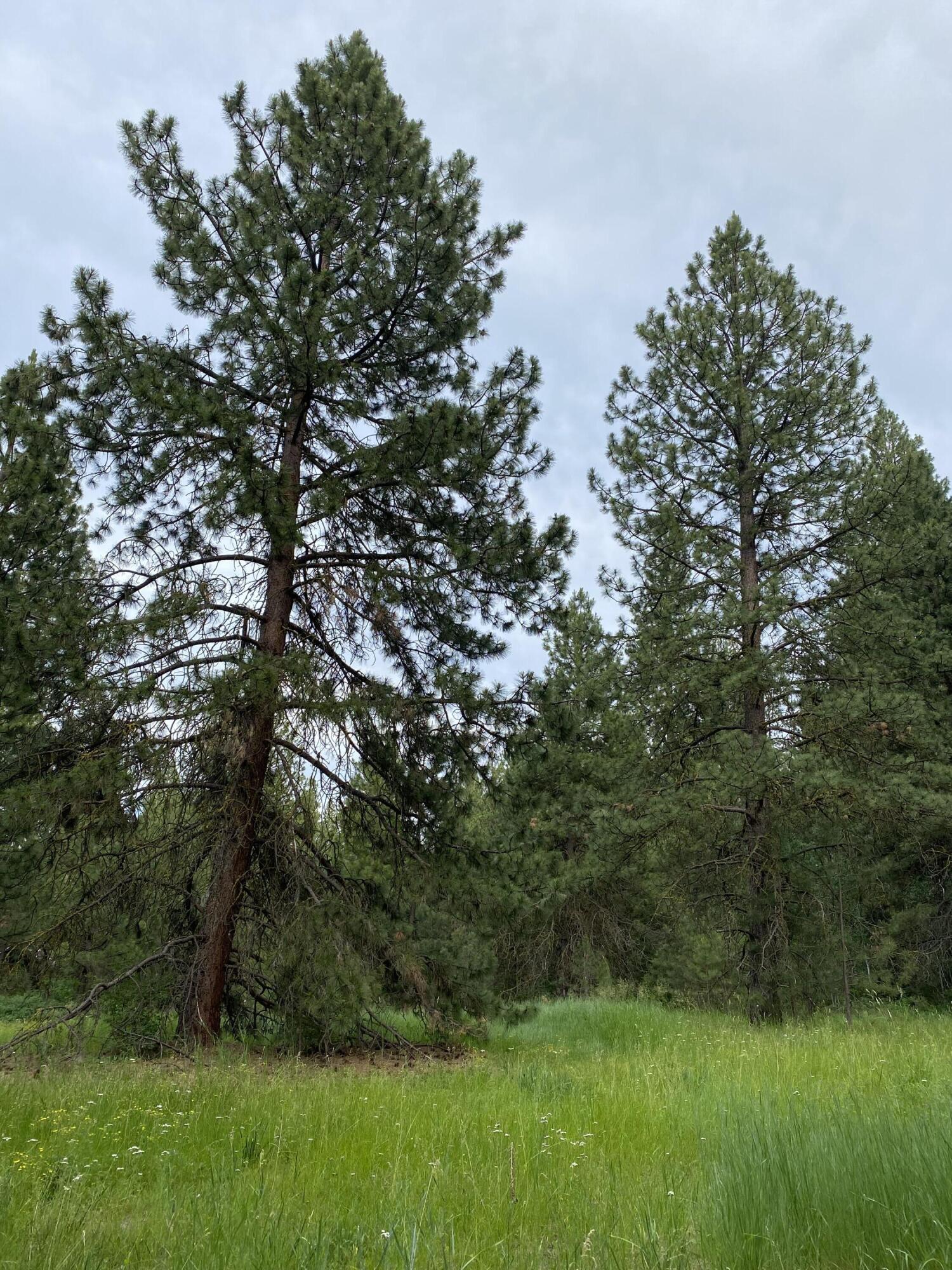 Mountain Lakes Homesites - Land