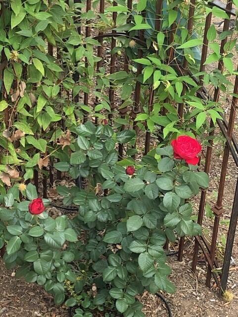 Deschutes RiverWoods - Residential