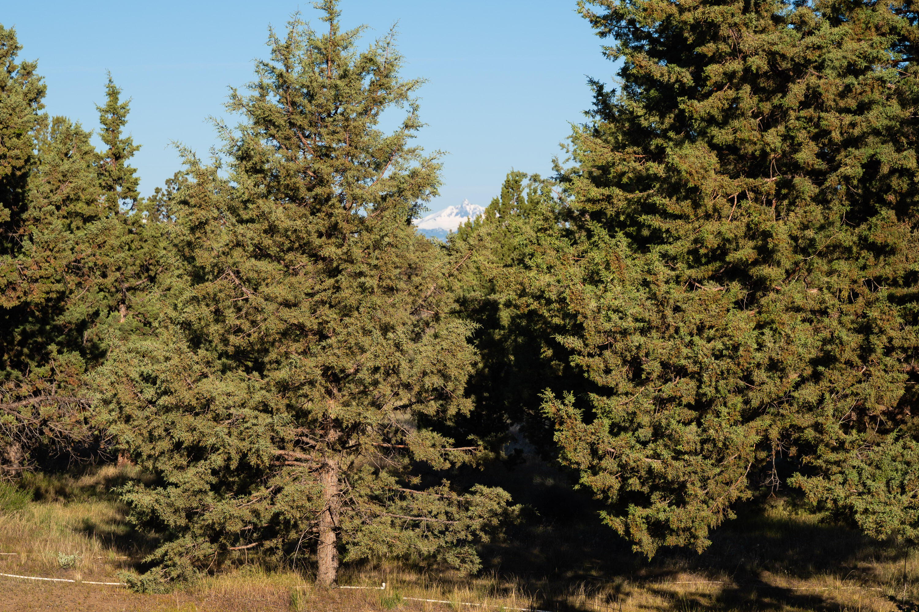 Lower Bridge Estate - Residential