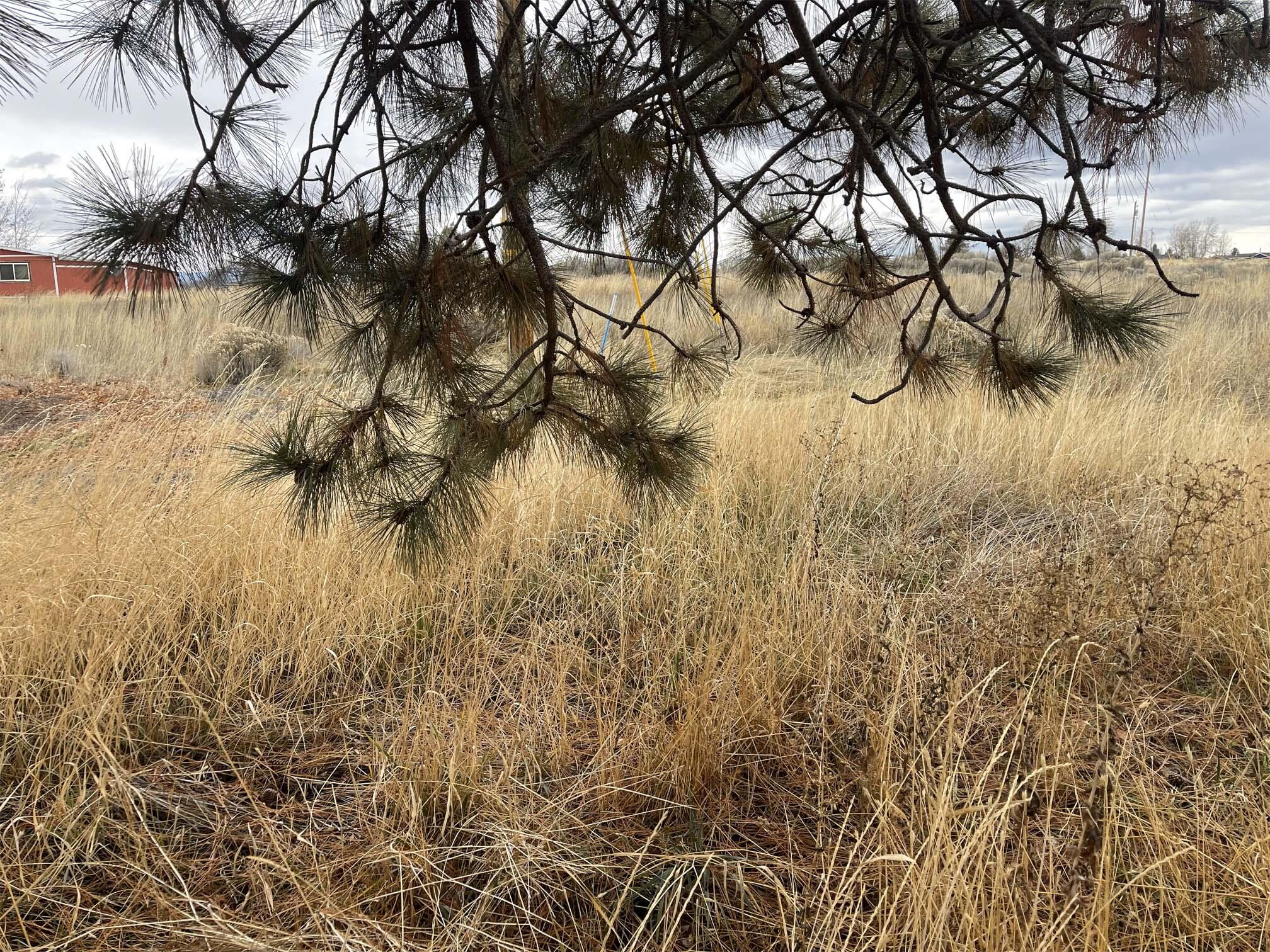 Oregon Shores - Land