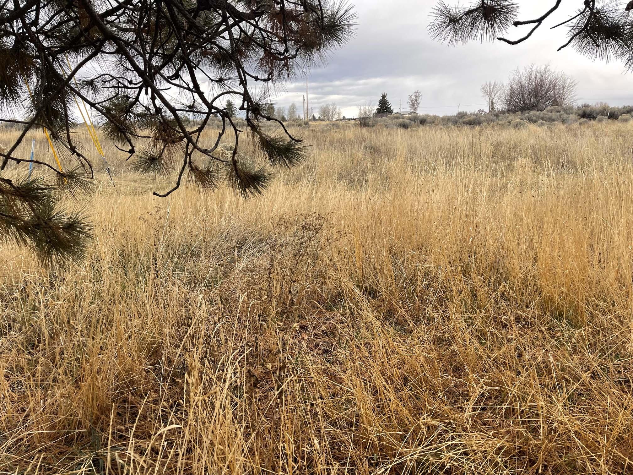 Oregon Shores - Land