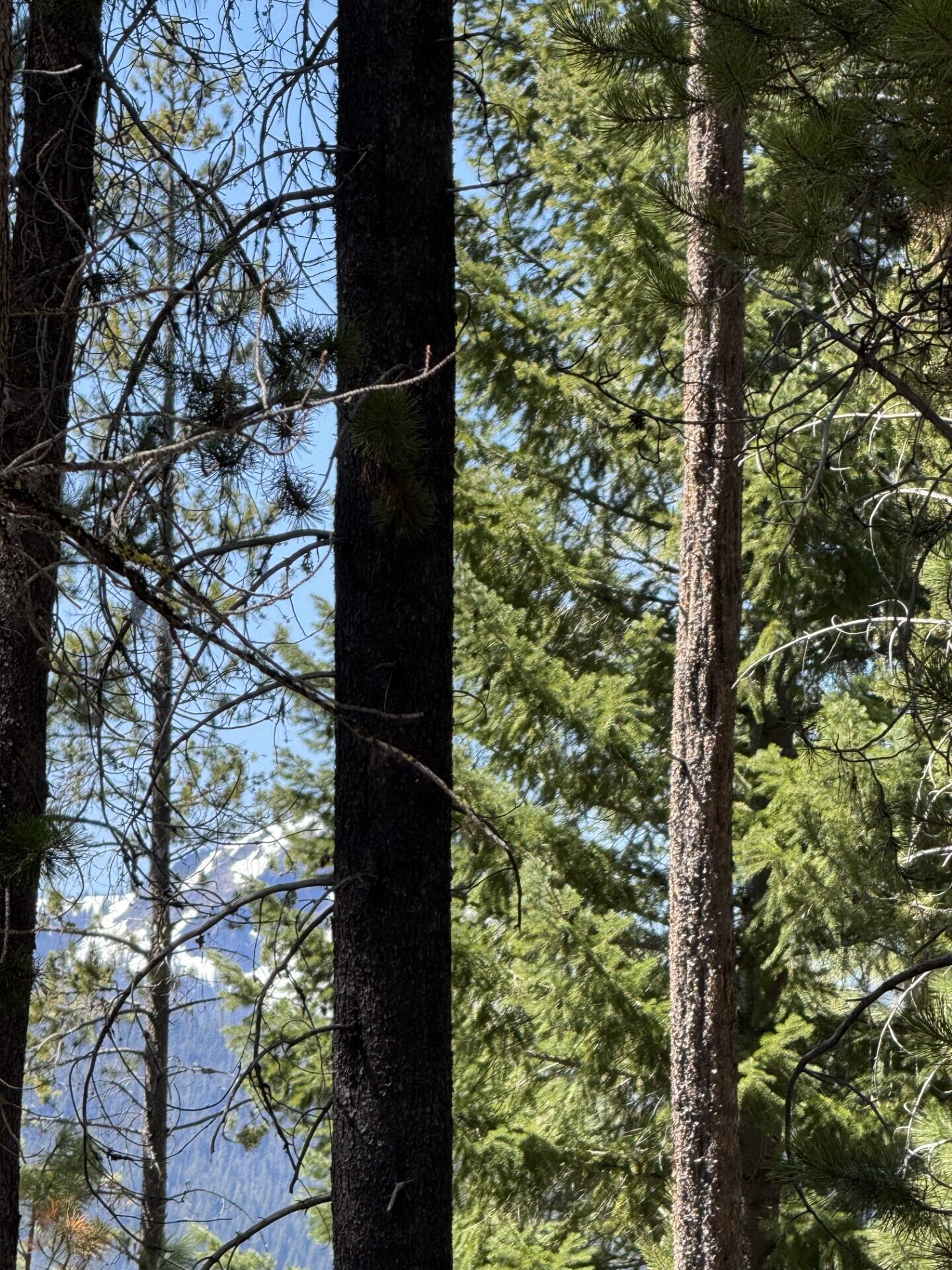 Diamond Peaks - Land