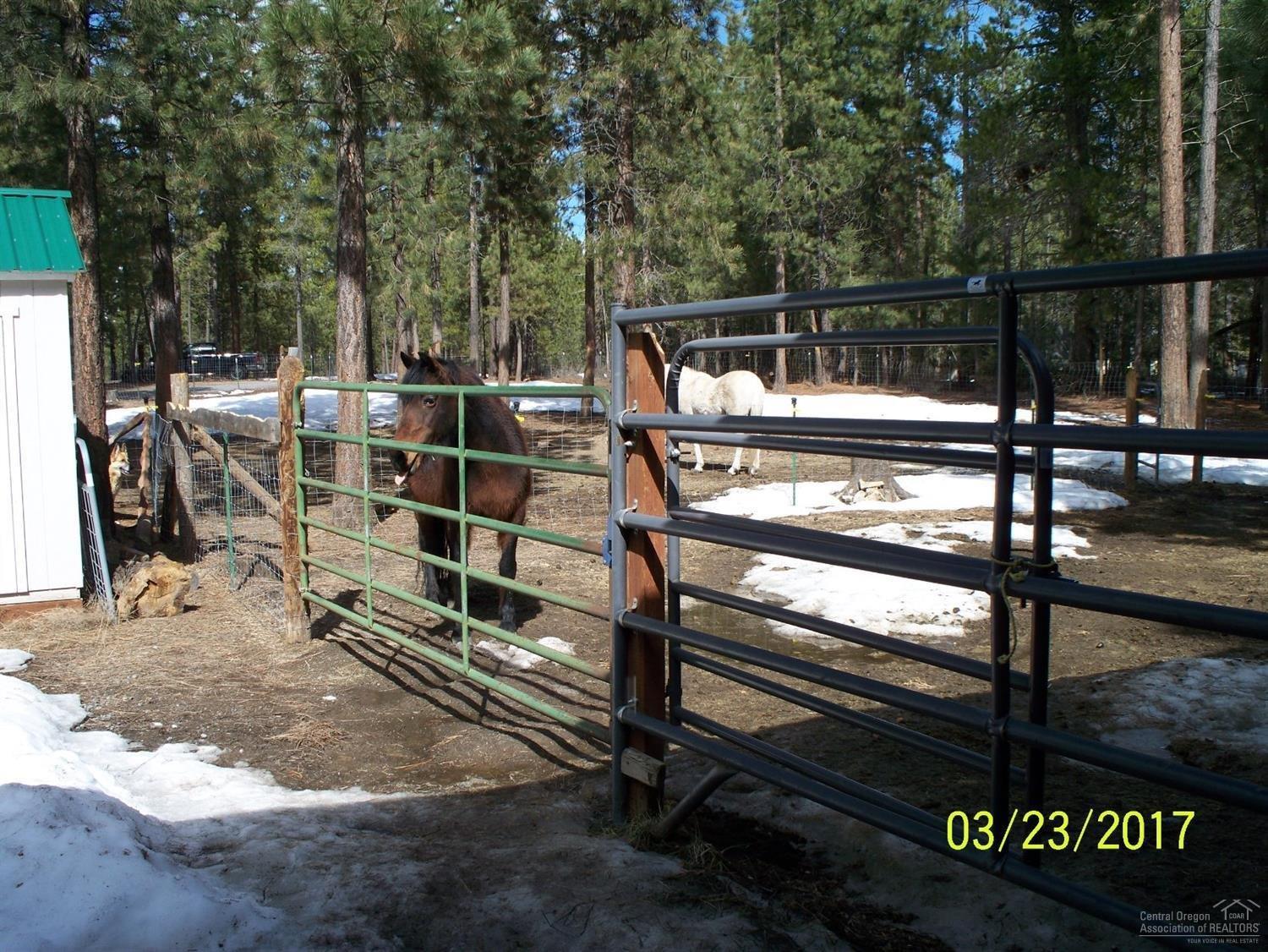 Ponderosa Pines - Residential