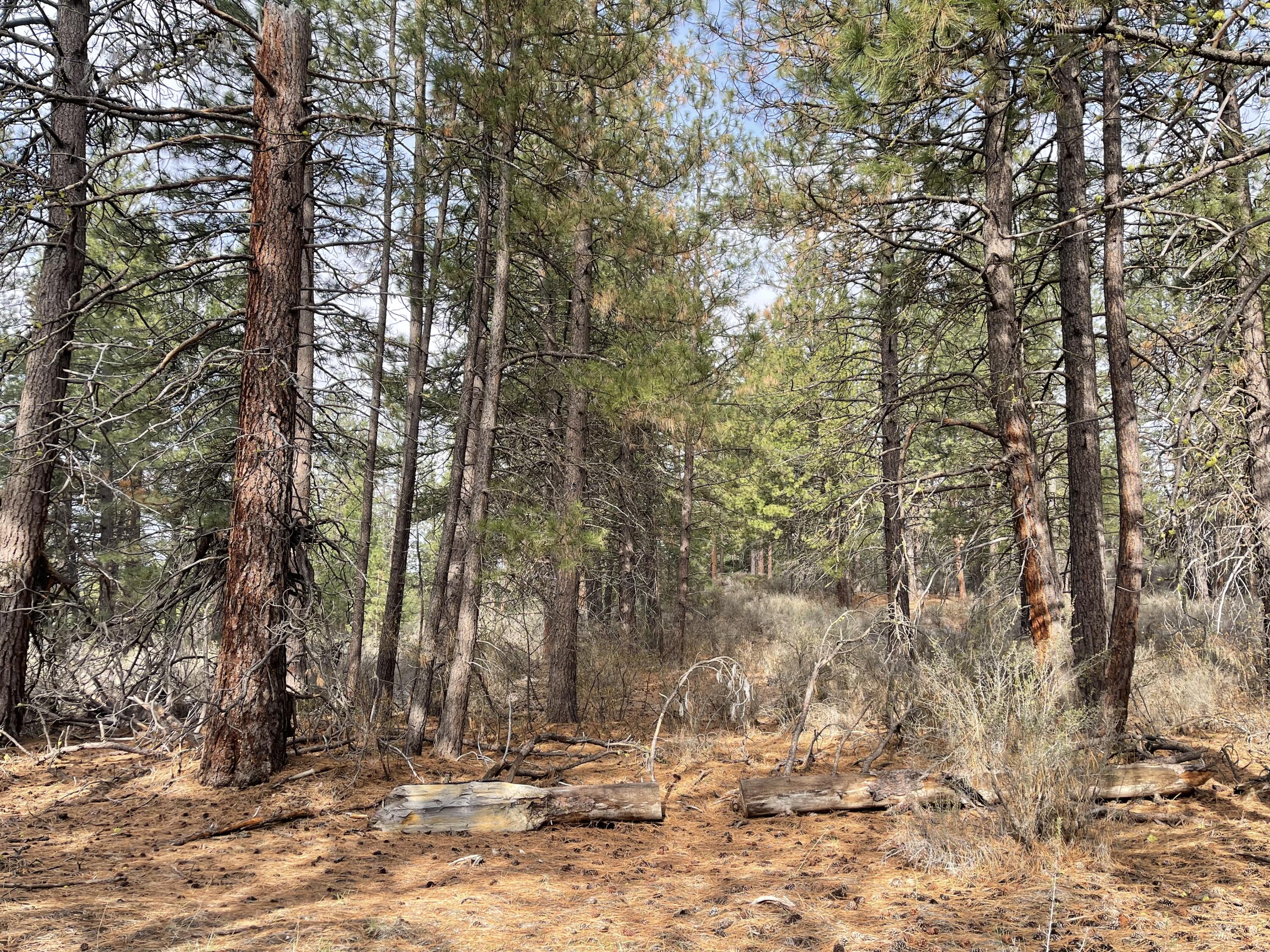 Williamson River Pines - Land