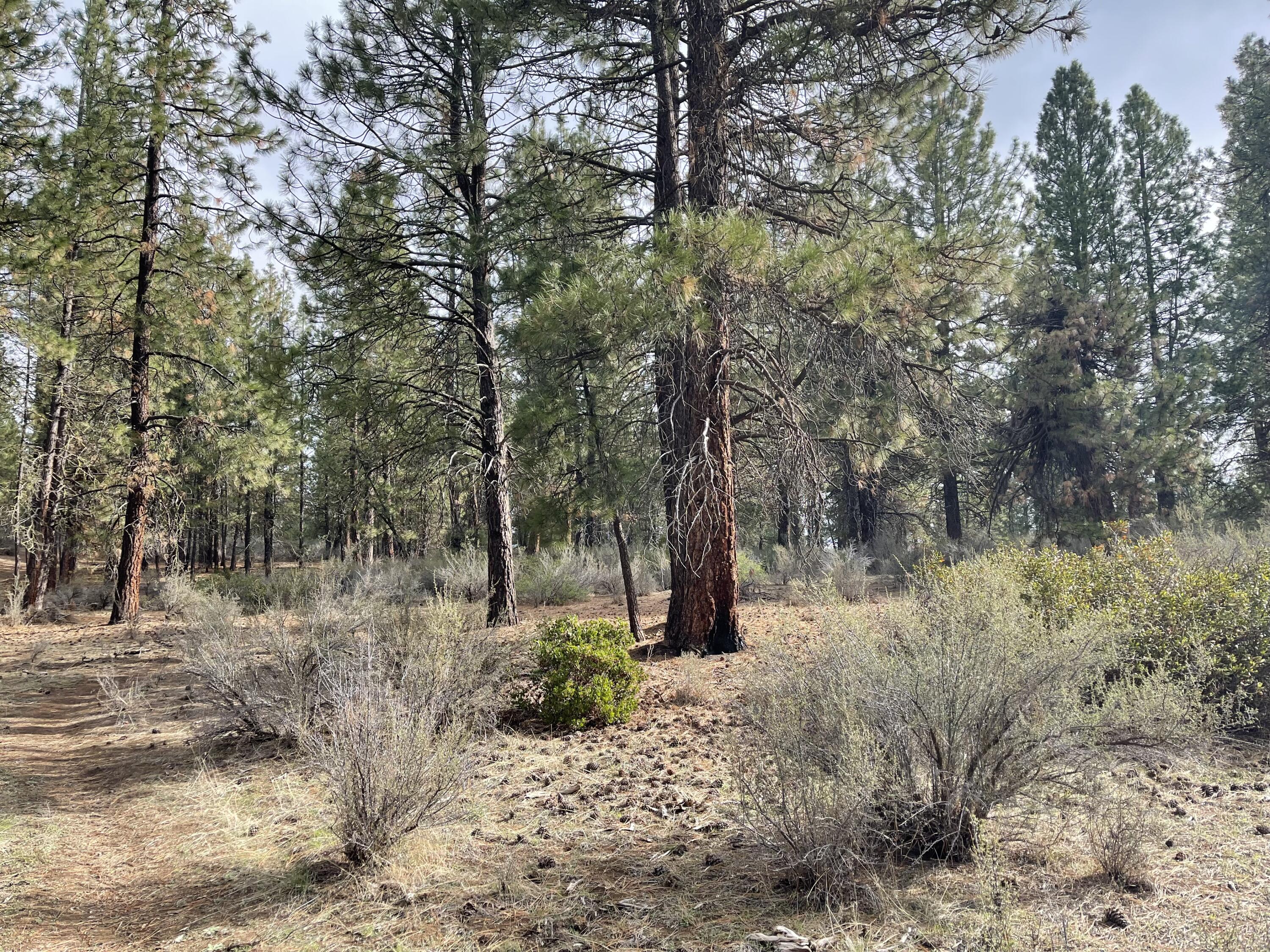 Williamson River Pines - Land