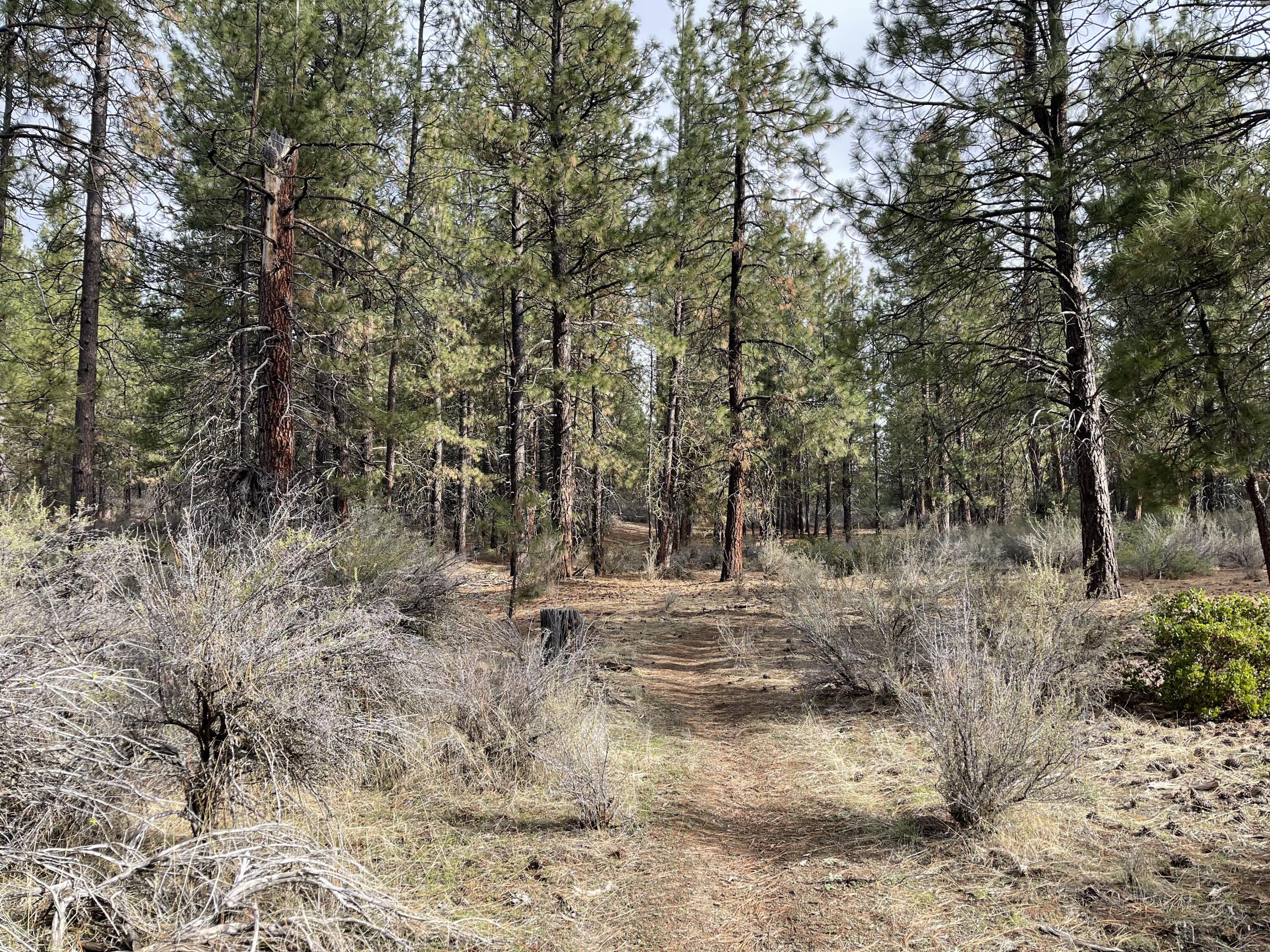 Williamson River Pines - Land