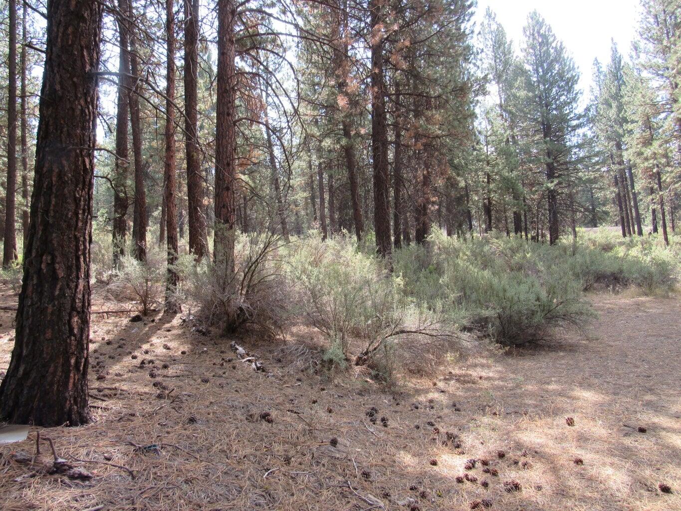Pine Ridge Road