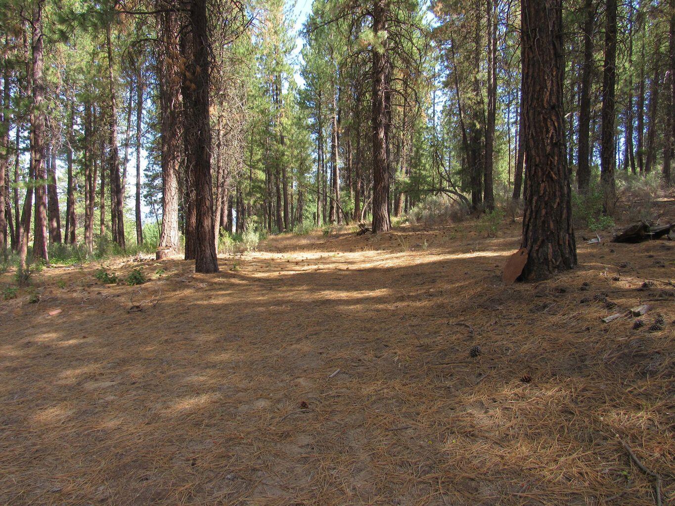 Pine Ridge Road