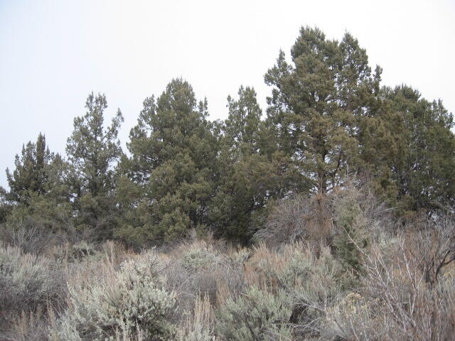 Nimrod River Park - Land