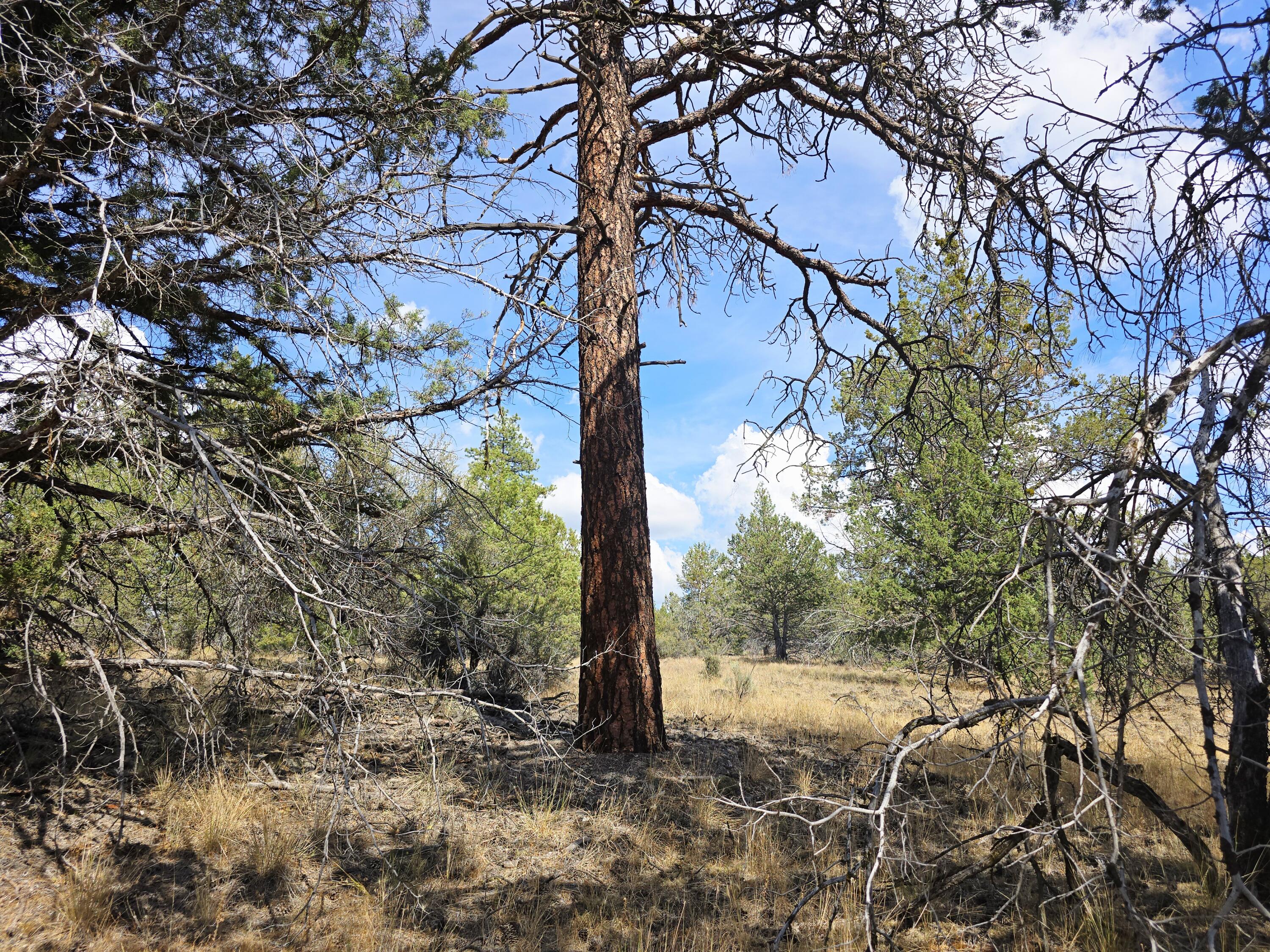 Klamath Falls Forest Estates -Hwy 66 Unit -Plat No. 2 - Land