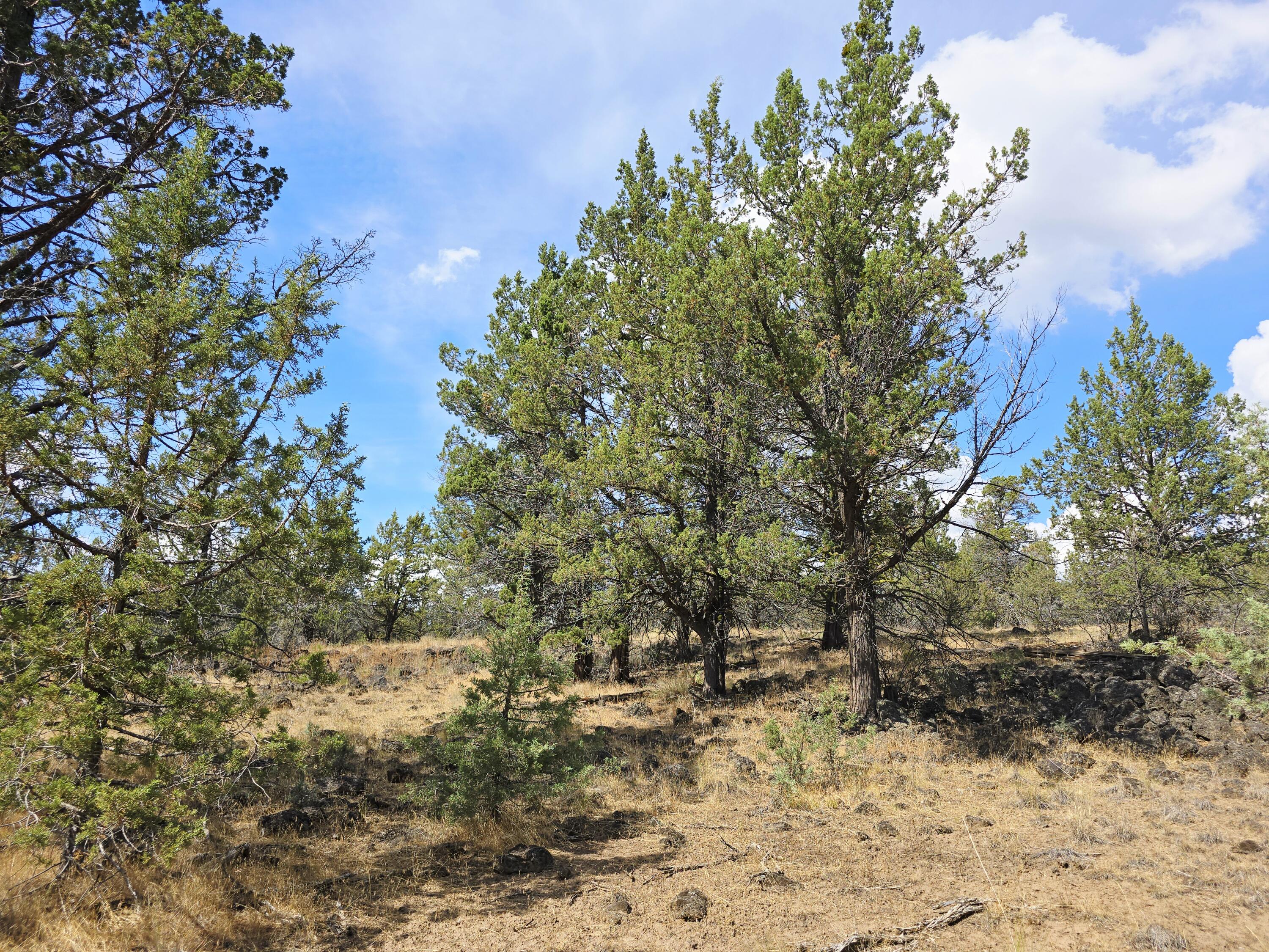 Klamath Falls Forest Estates -Hwy 66 Unit -Plat No. 2 - Land