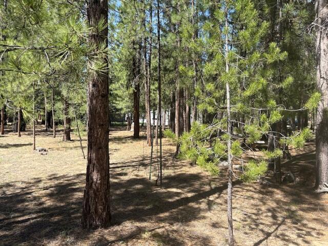 Ponderosa Pines - Land