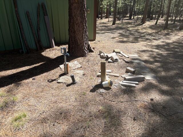 Ponderosa Pines - Land