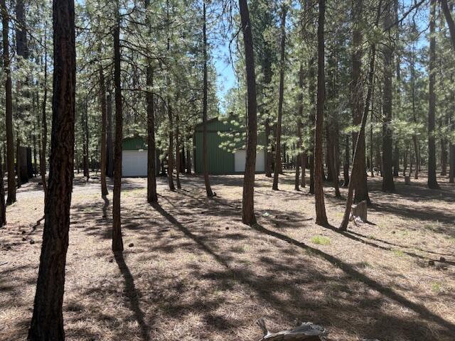 Ponderosa Pines - Land