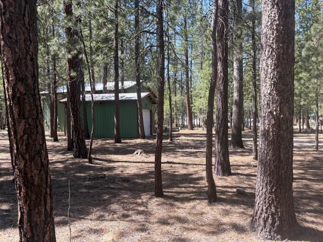 Ponderosa Pines - Land