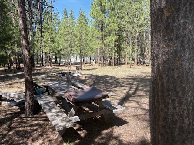 Ponderosa Pines - Land