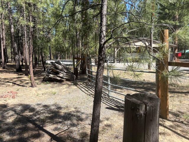 Ponderosa Pines - Land