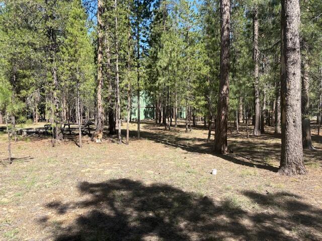 Ponderosa Pines - Land