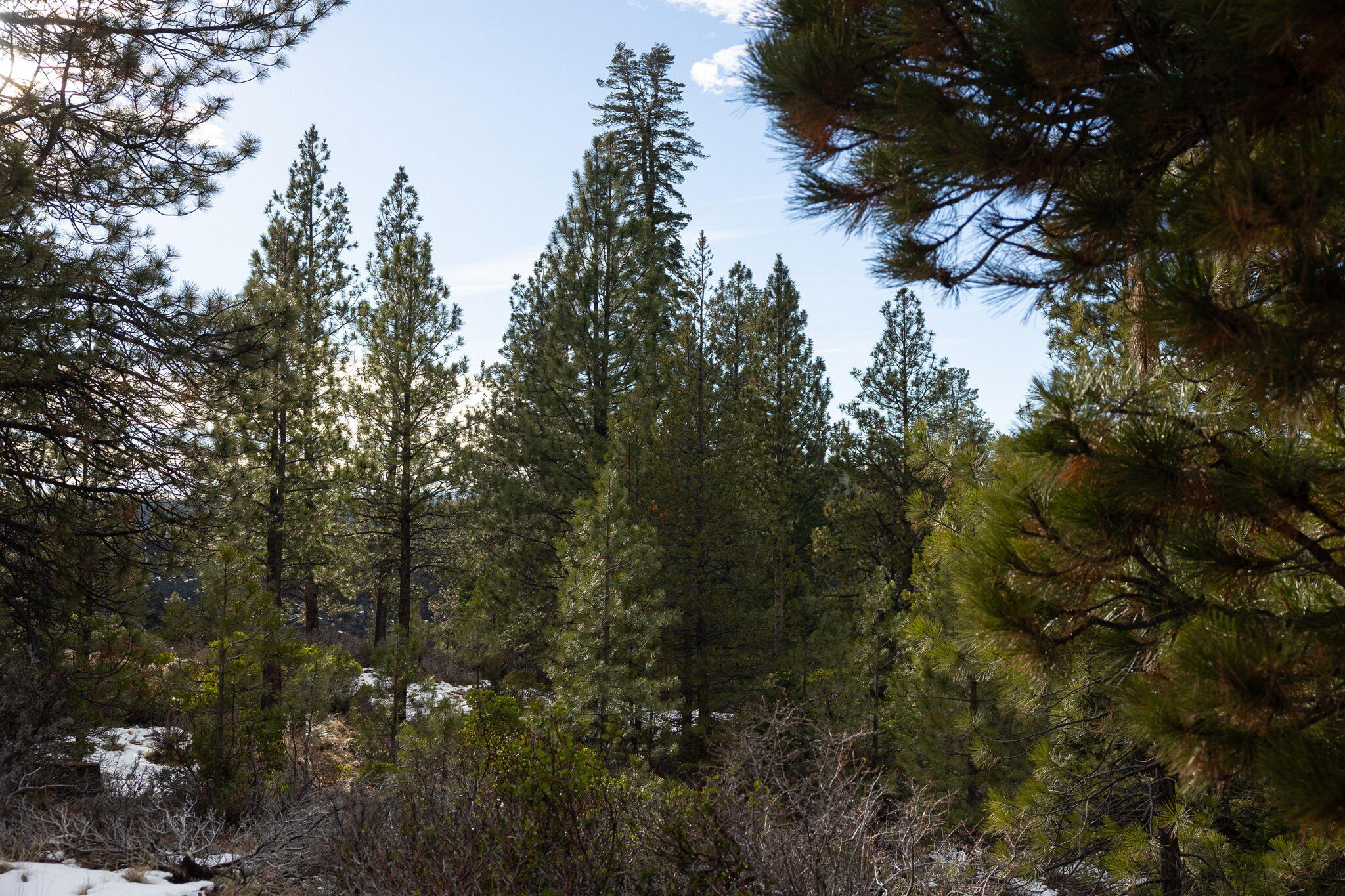 Deschutes RiverWoods - Residential