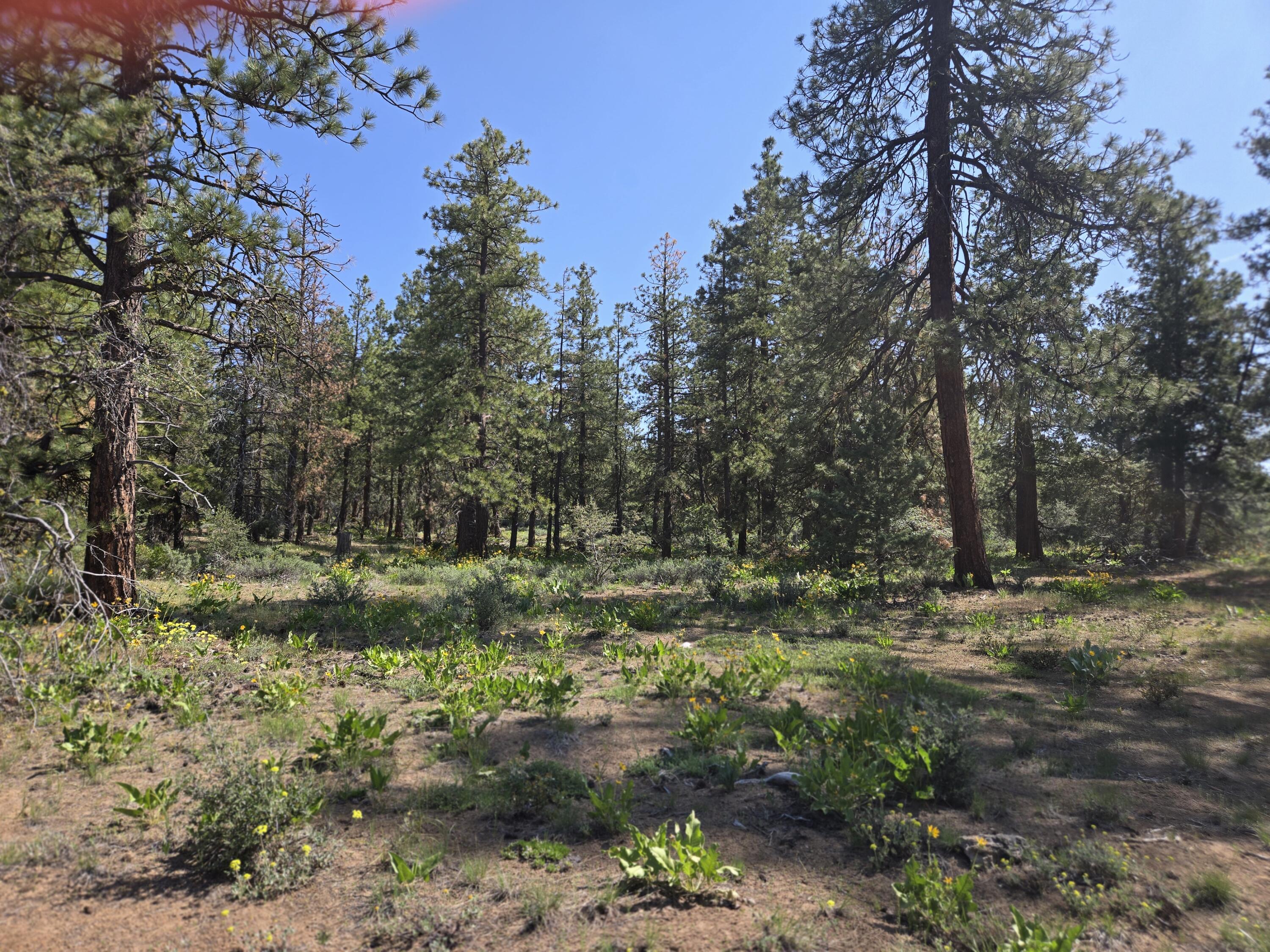 Klamath Falls Forest Estates -Hwy 66 Unit -Plat No. 1 - Land