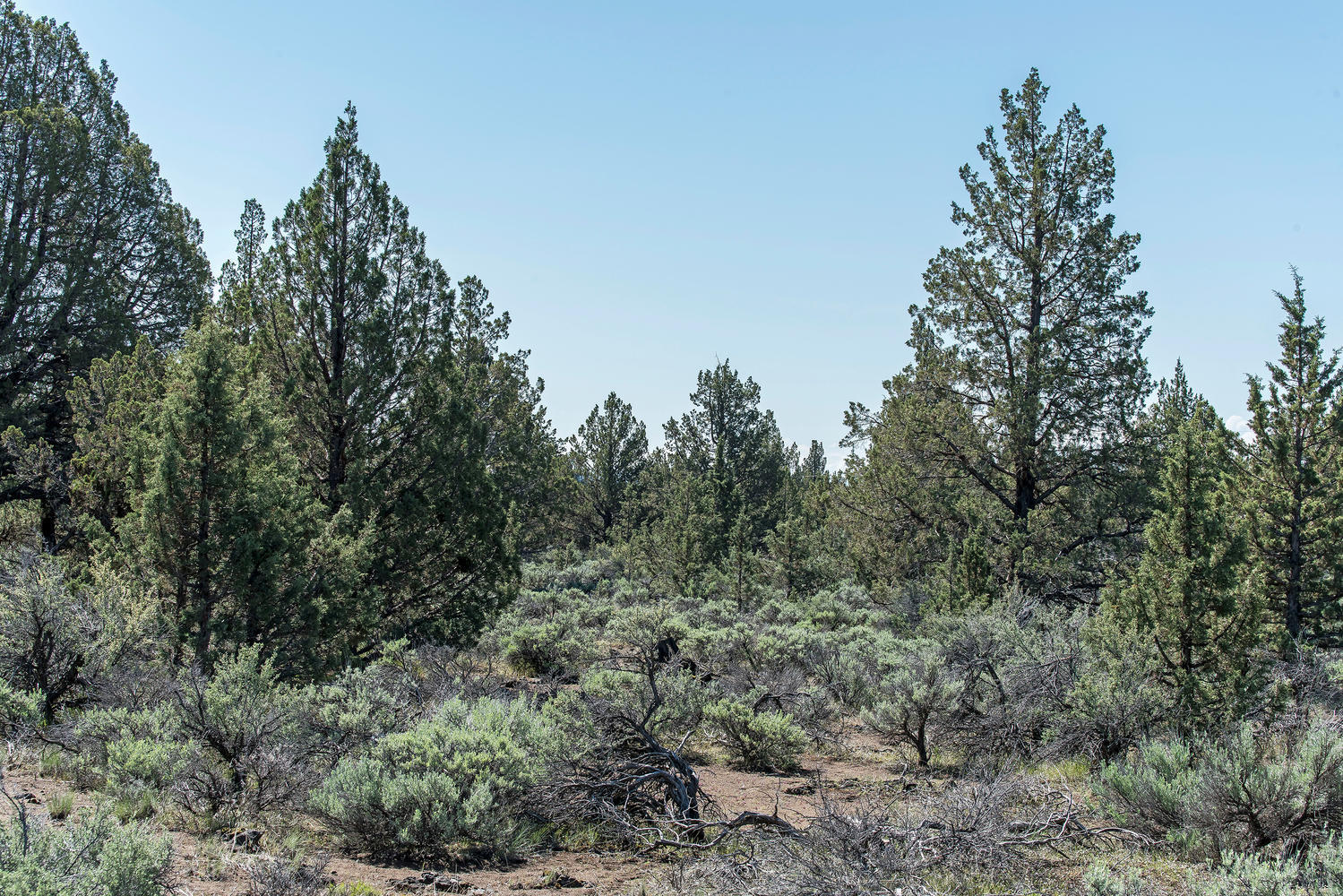 Cascade Estate - Land