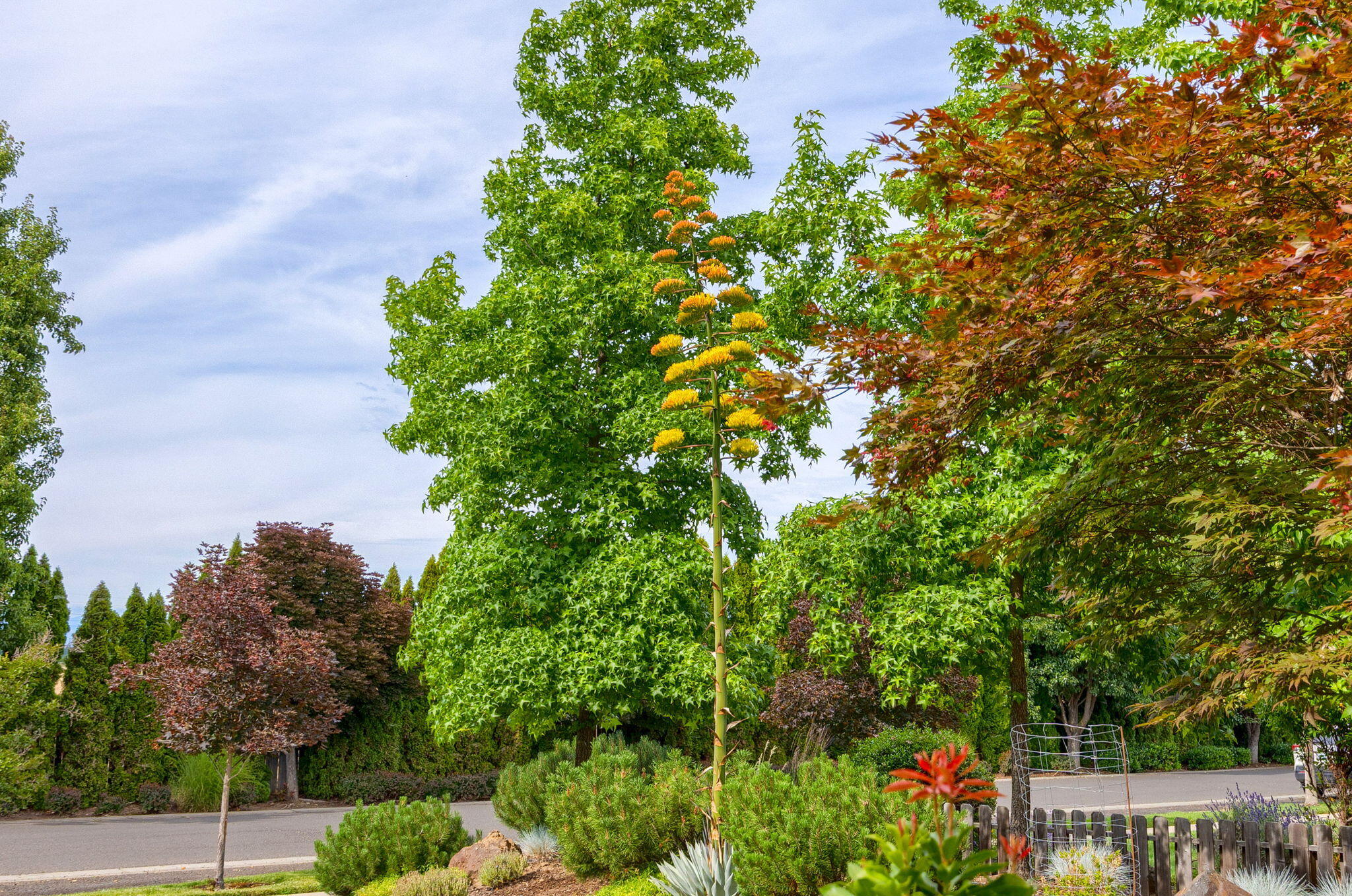Vineyard View - Residential