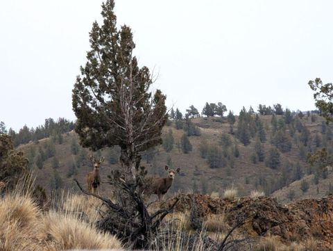 Tiny photo for 14090 SE Wickiup Road, Prineville, OR 97754 (MLS # 220215070)