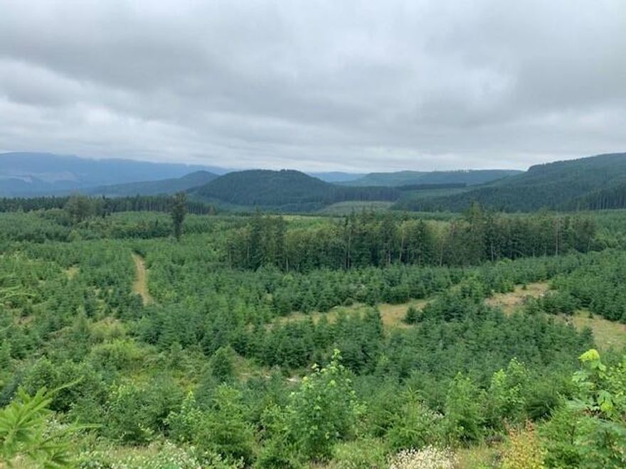 Nearly 400 acres of private commercially managed timberland in the heart of Lane County with views down to Dexter Reservoir.  This property is an investment in the future with nearly 370 acres of younger growth Douglas-fir with ages ranging between 4 - 16 years old and small pockets of older growth timber mixed throughout.  The ground is made up of strong Site Class II soils and the topography is mostly level with some areas of moderate slope.  Roads throughout the interior are dirt, rocked or graveled and in good shape and it is less than 30 minutes to Springfield or I5.  There is an abundance of wildlife and the mix of current open area and timber makes a great habitat for the local deer and elk.  The land is zoned F1 meaning that it will not qualify for any development, buyer to conduct due diligence with Lane County in regards to any potential uses.  *Sellers to retain mineral rights*