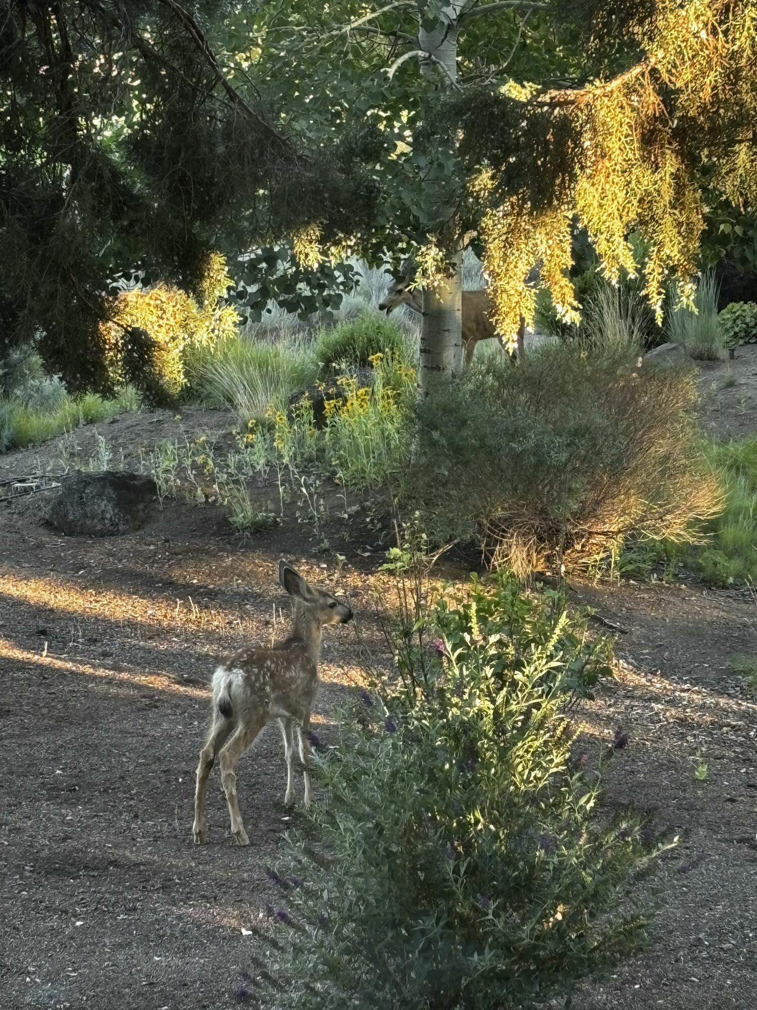Pronghorn - Residential