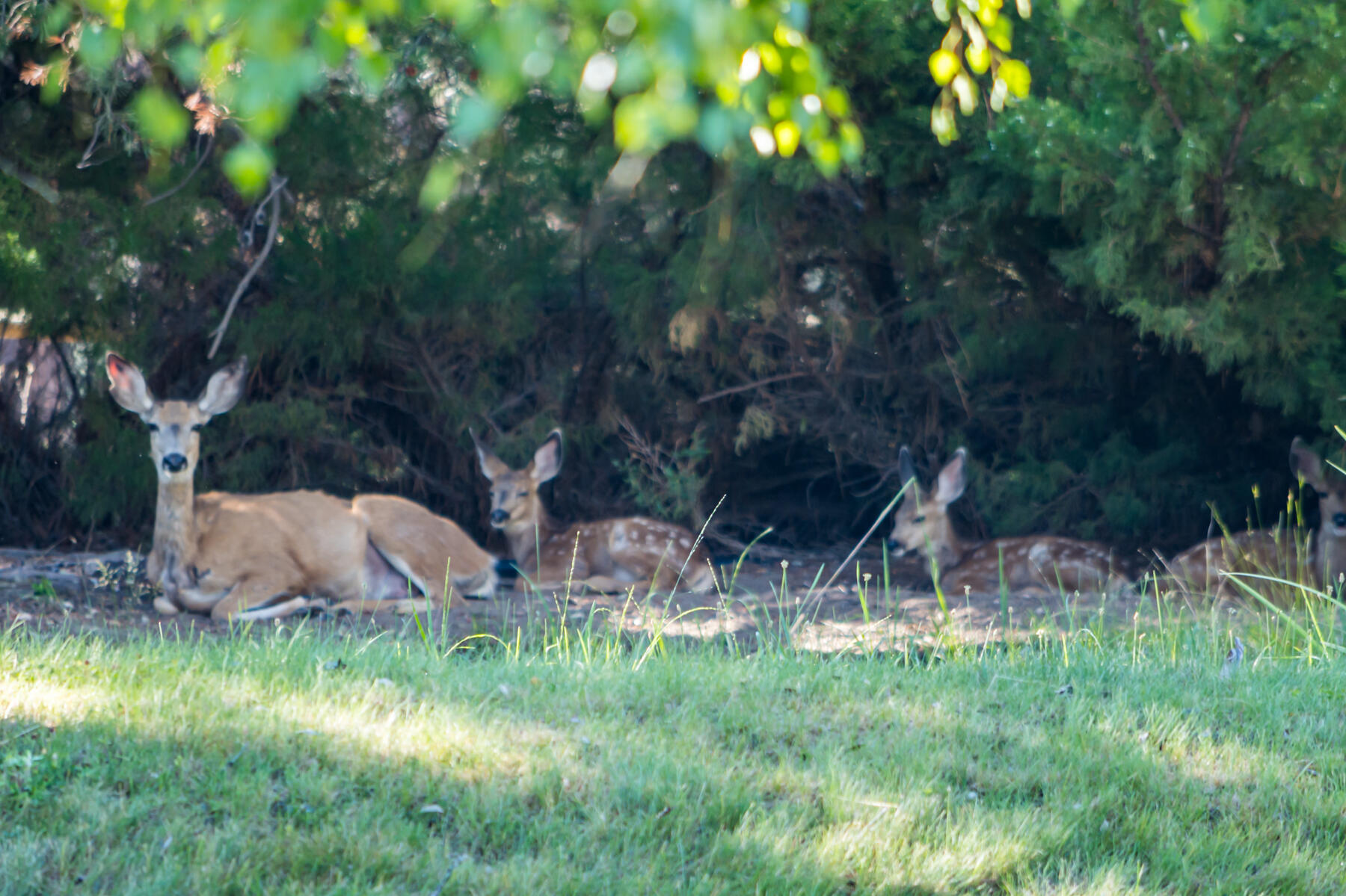 Rockwood - Residential