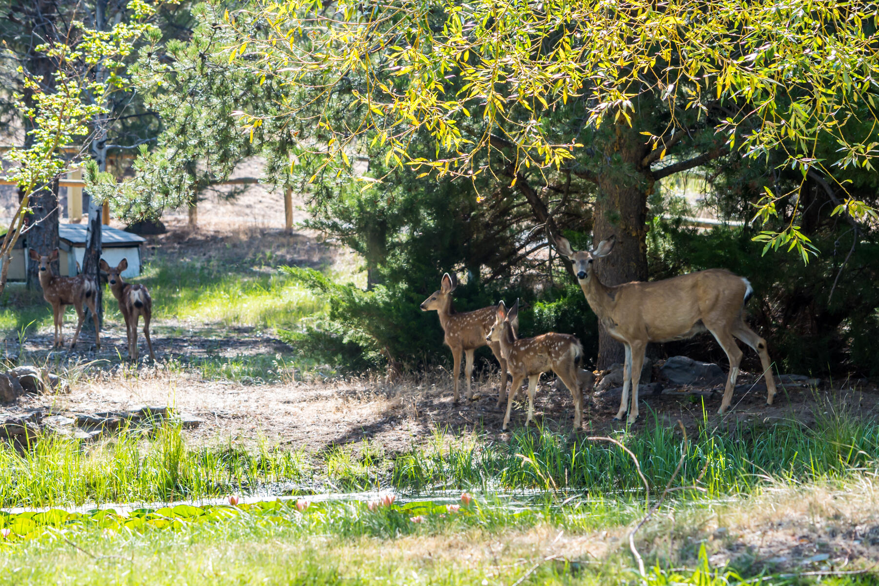 Rockwood - Residential
