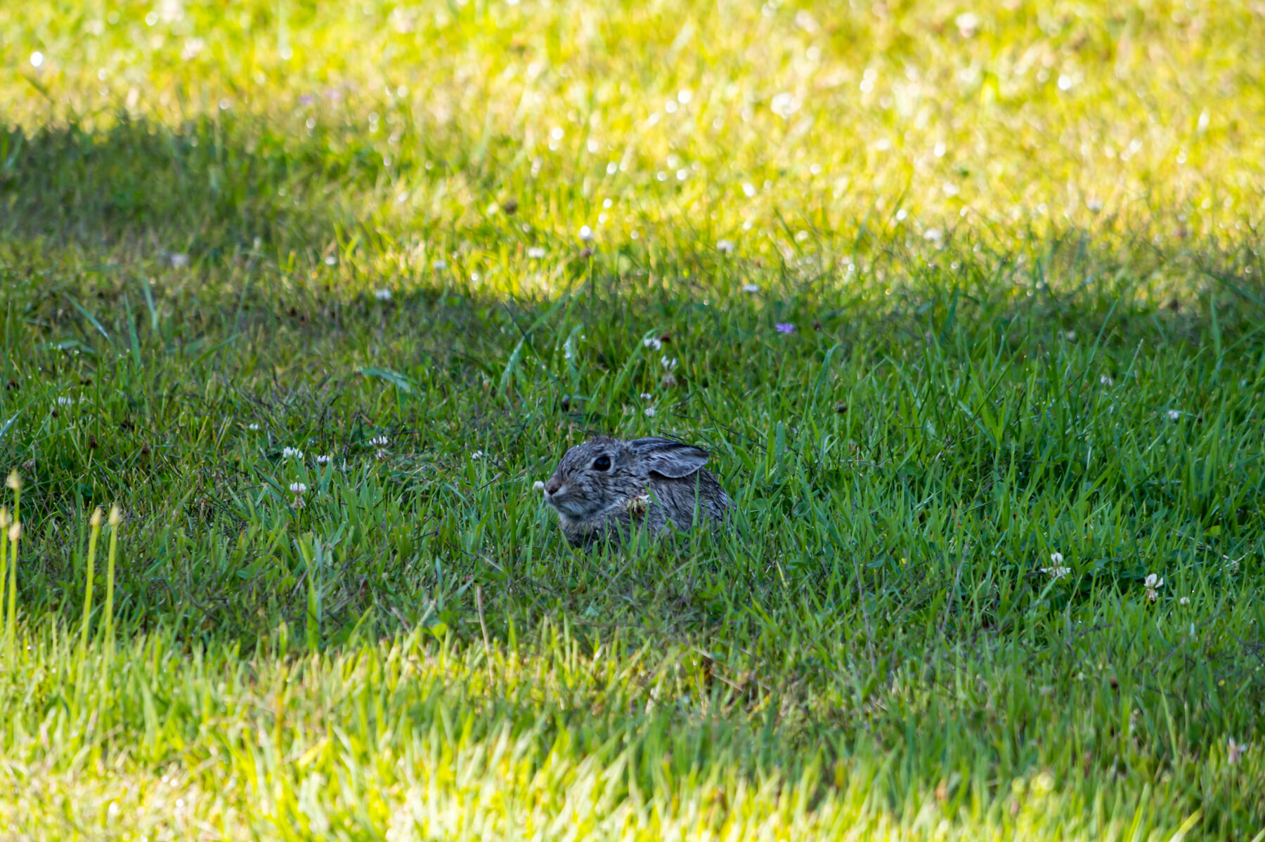 Rockwood - Residential