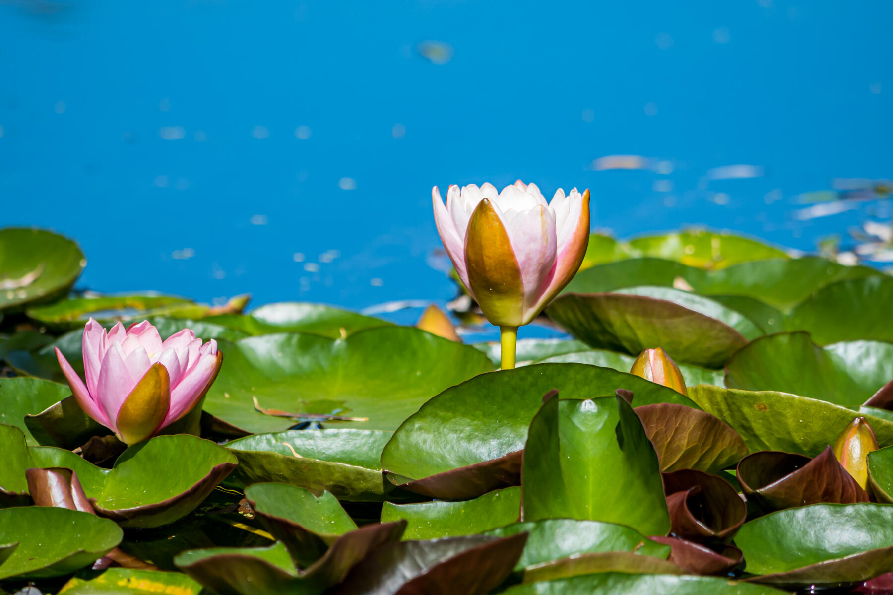 Rockwood - Residential