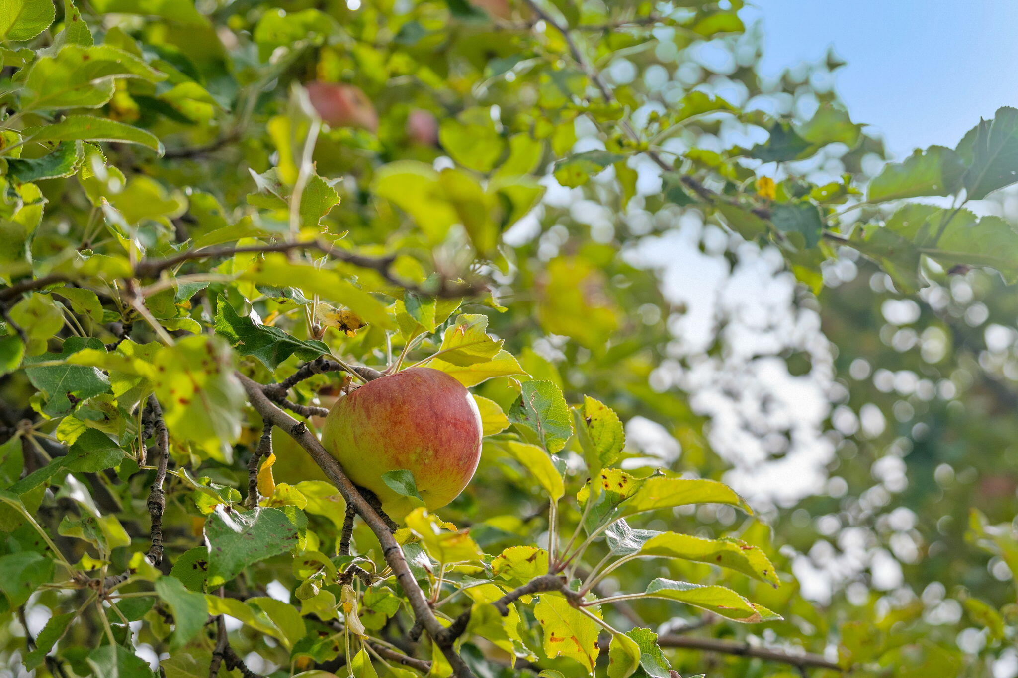 Somerset - Residential