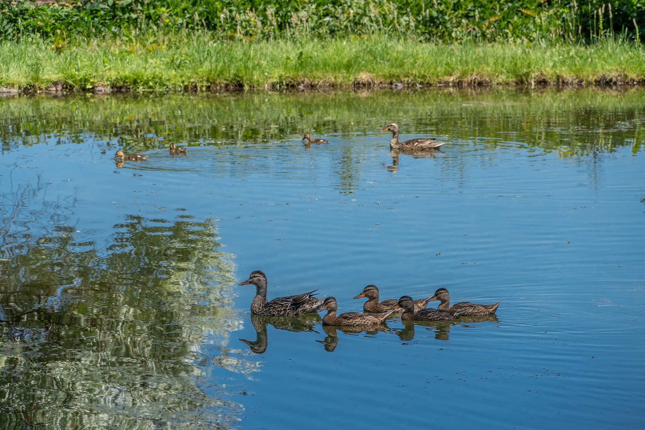 Somerset - Residential