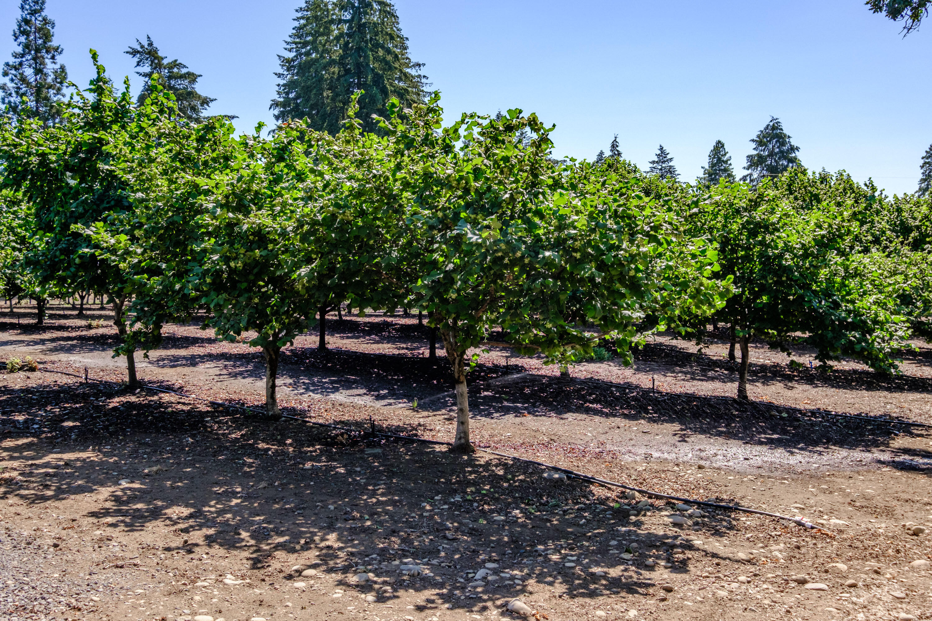 Lyons, Map Of - Land