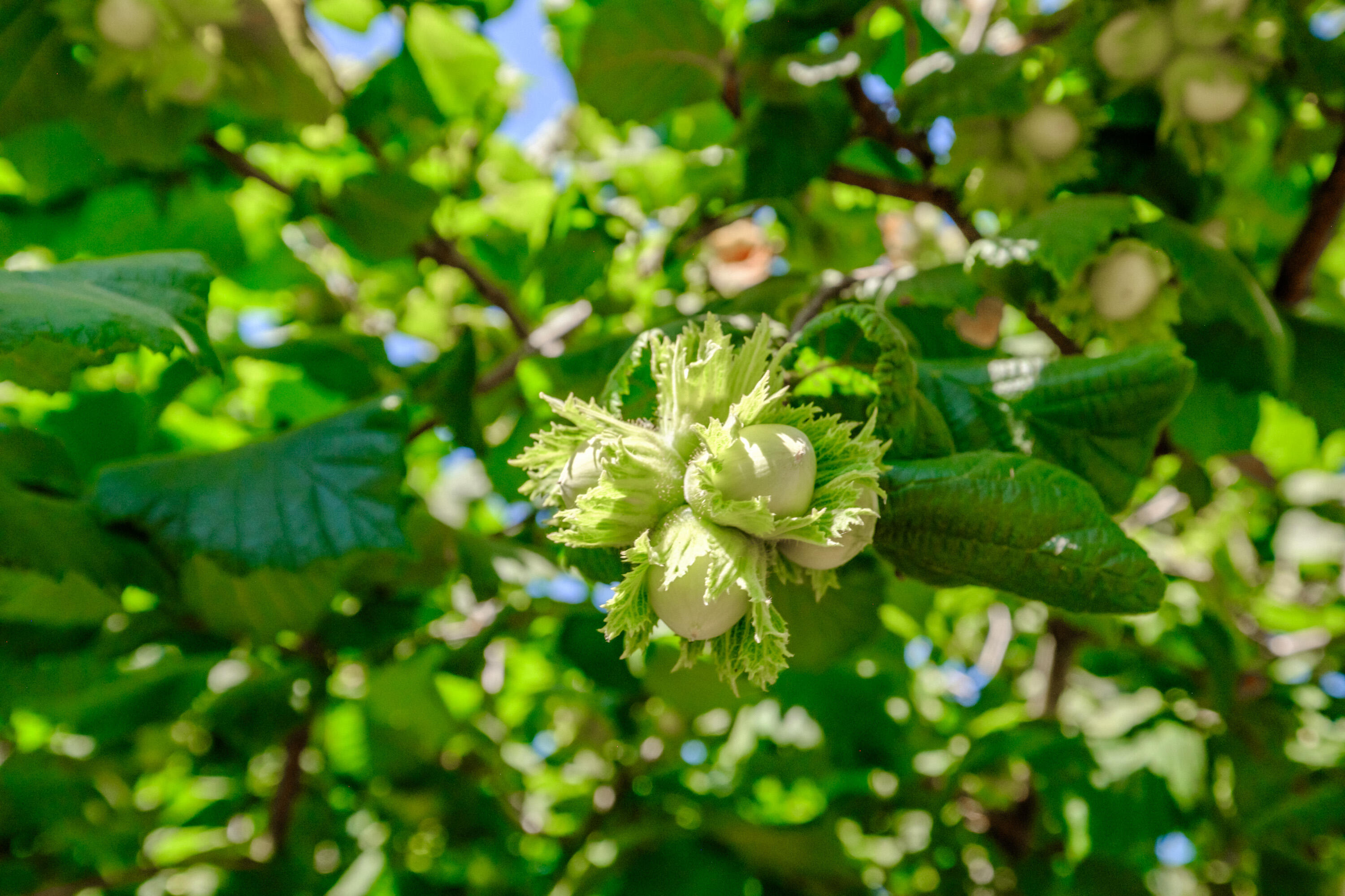 Lyons, Map Of - Land