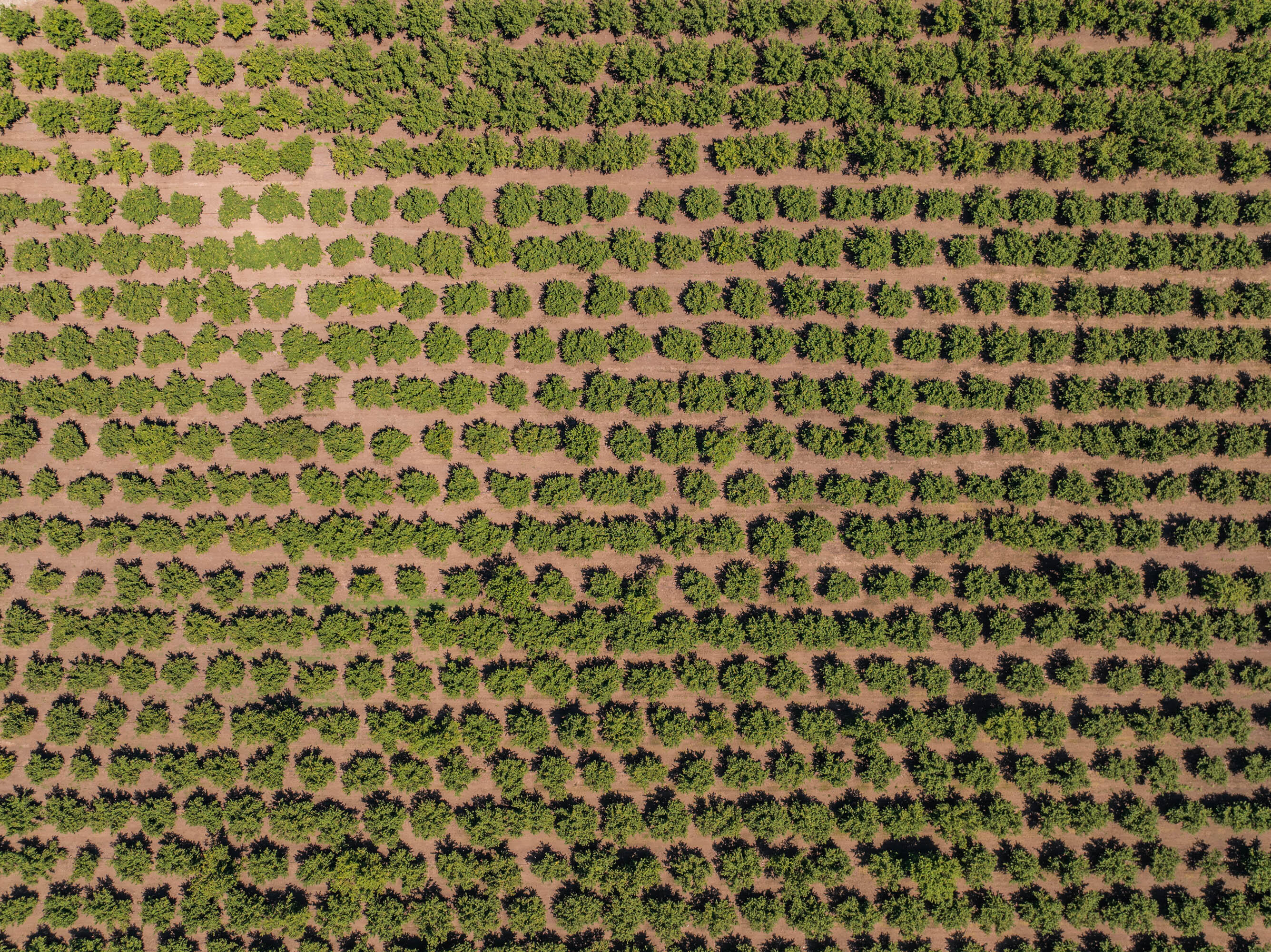 Lyons, Map Of - Land