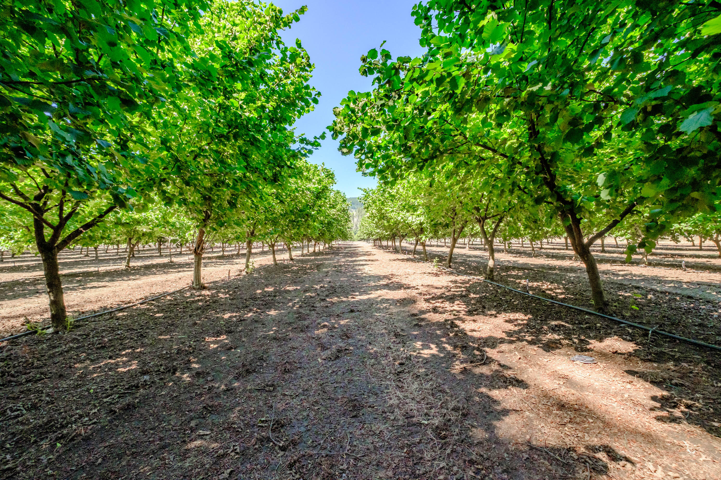 Lyons, Map Of - Land