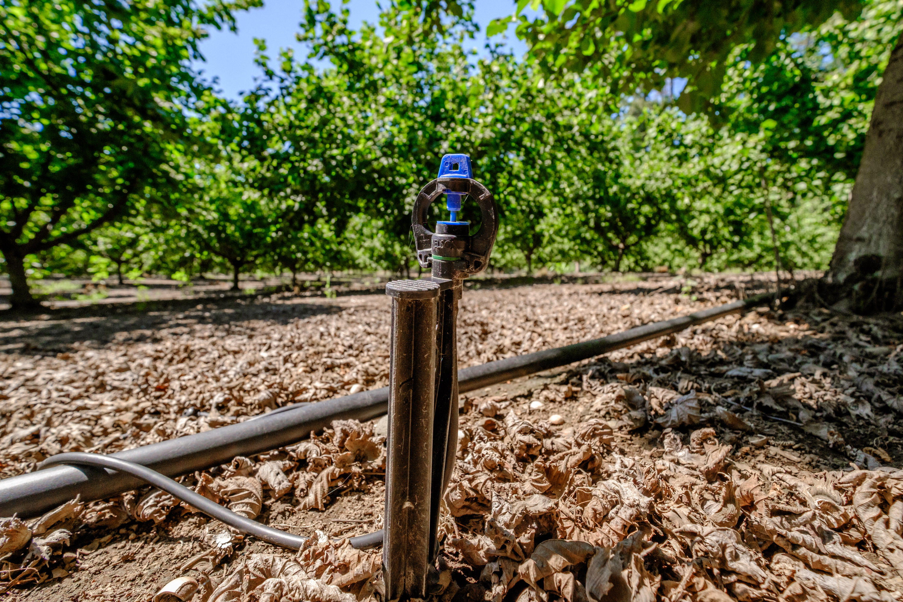 Lyons, Map Of - Land