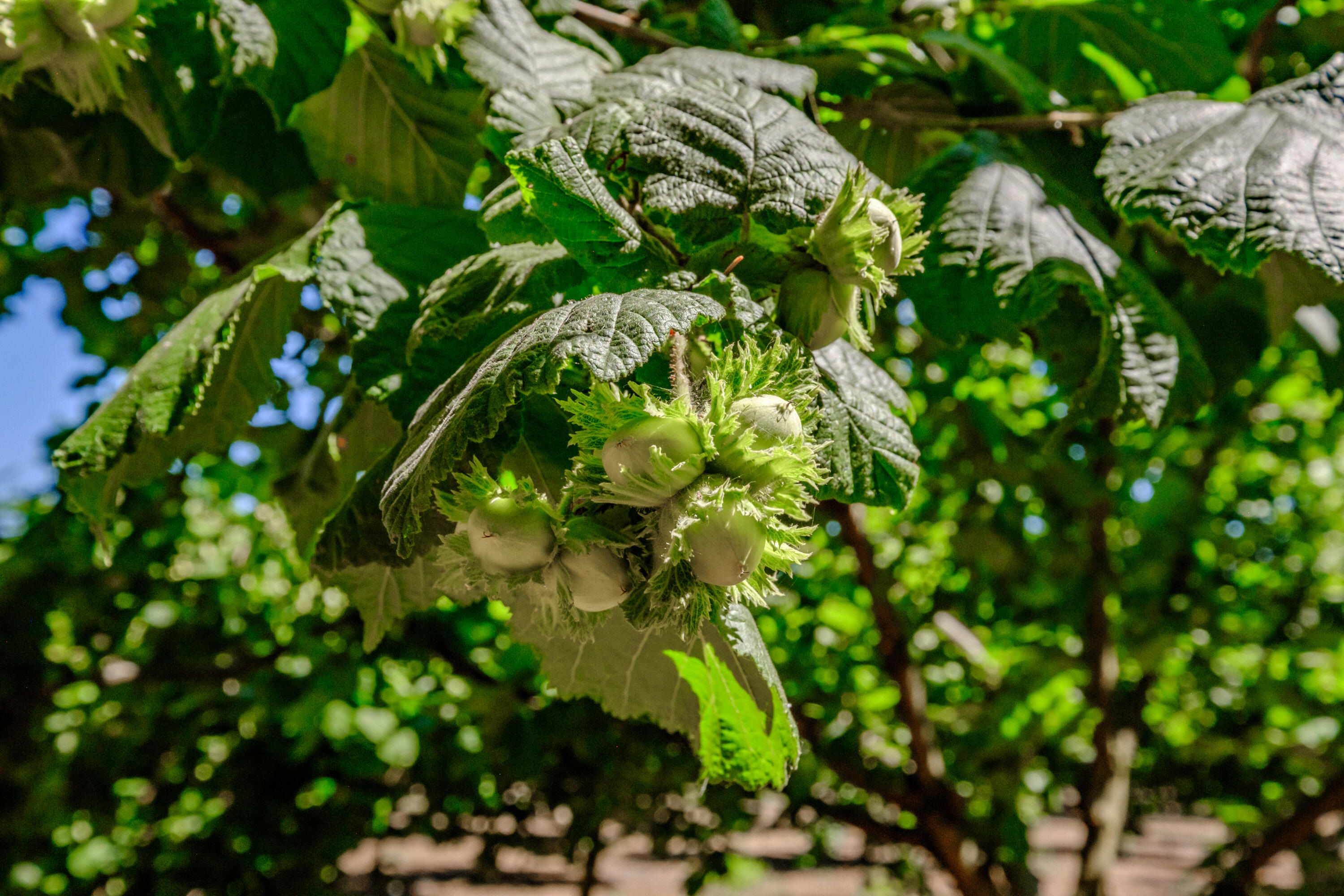 Lyons, Map Of - Land