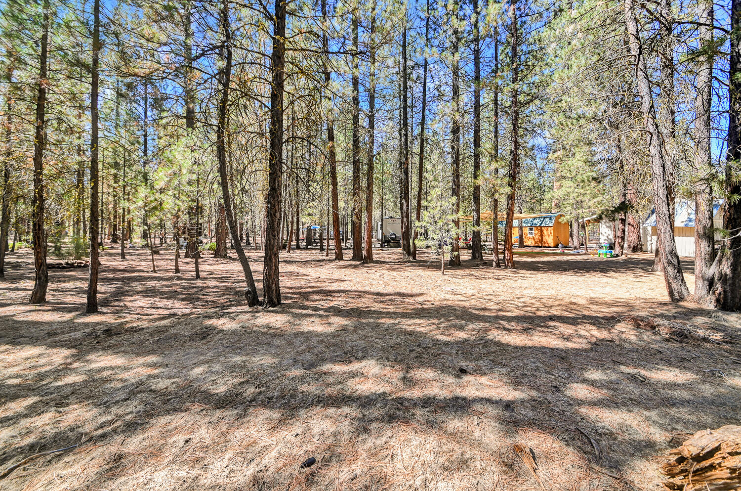 Ponderosa Pines - Land