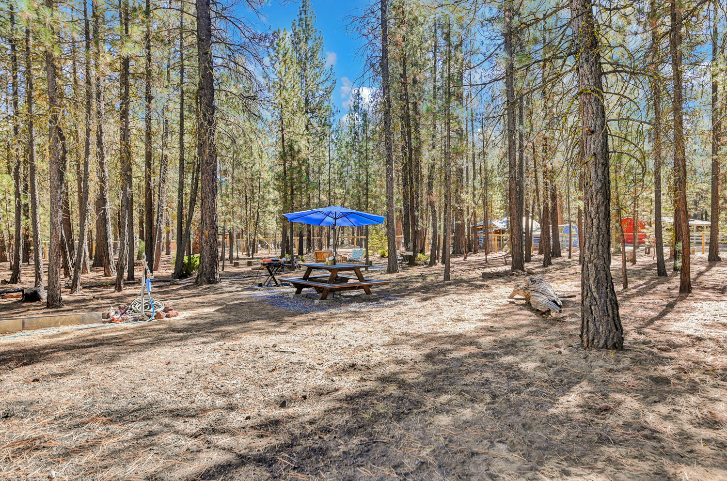 Ponderosa Pines - Land