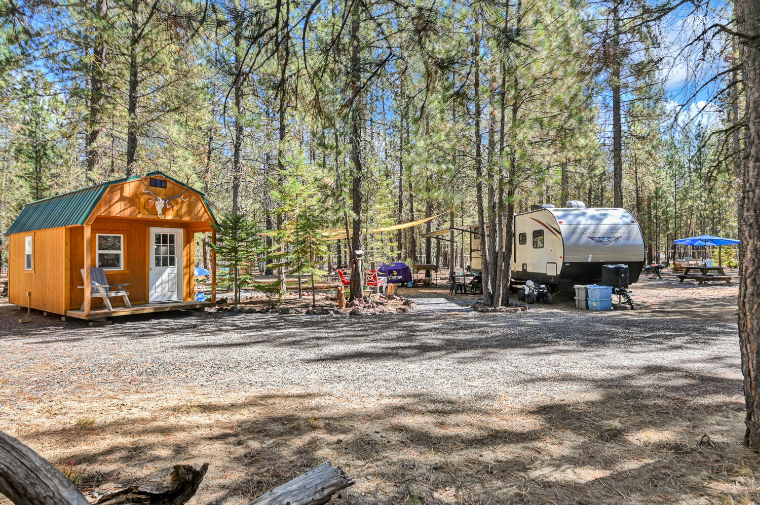 Ponderosa Pines - Land